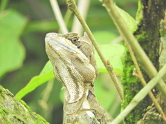 Basiliscus basiliscus