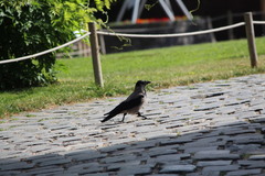 Corvus cornix