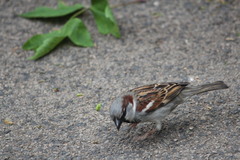 Passer domesticus