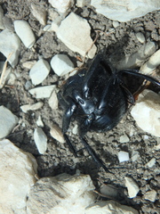 Scarabaeus sacer