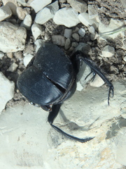 Scarabaeus sacer