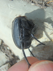 Scarabaeus sacer