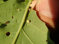 Neuroterus anthracinus