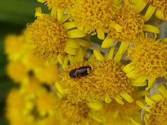 Divales bipustulatus