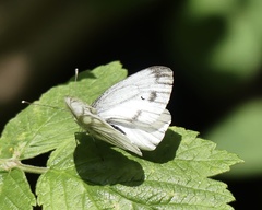 Pieris bryoniae