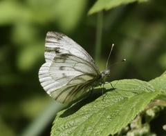 Pieris bryoniae