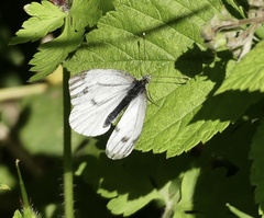 Pieris bryoniae