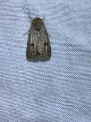 Caradrina kadenii