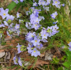 Polemonium pulcherrimum