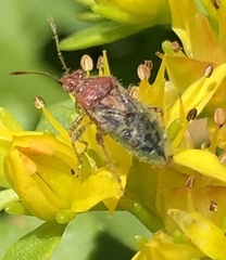 Arhyssus lateralis
