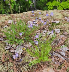 Polemonium pulcherrimum