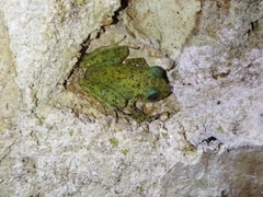 Craugastor yucatanensis