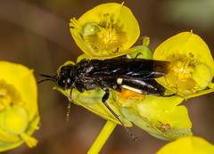 Tenthredo bifasciata