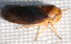 Oncopsis sobria