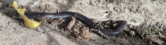Dermophis mexicanus