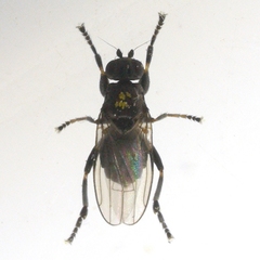 Copromyzinae