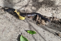 Dermophis mexicanus