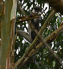 Cercopithecus ascanius