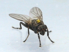 Copromyzinae