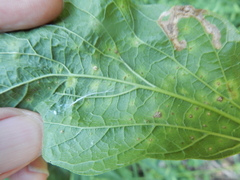 Pachypsylla celtidisasterisca