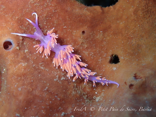 Paraflabellina ischitana