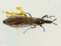 Psectrosciara