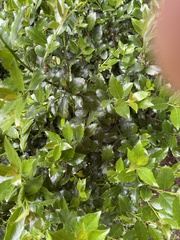 Osmanthus heterophyllus