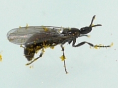 Psectrosciara