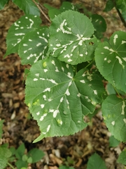 Eriophyes exilis