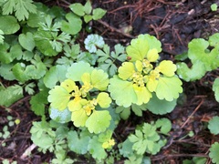 Chrysosplenium alternifolium