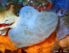 Aplidium conicum