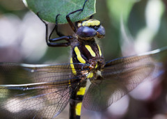 Cordulegaster dorsalis