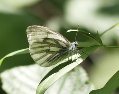 Pieris bryoniae