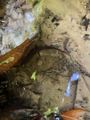 Desmognathus apalachicolae