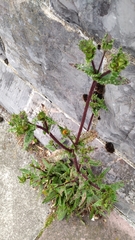 Helminthotheca echioides