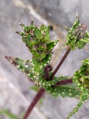 Helminthotheca echioides