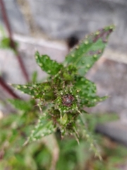 Helminthotheca echioides