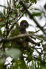 Piliocolobus tephrosceles