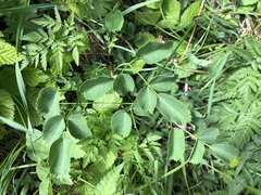 Laserpitium latifolium