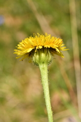 Hypochaeris maculata