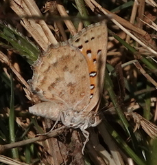 Aloeides damarensis