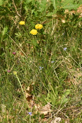 Hypochaeris maculata