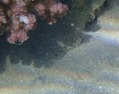 Fusigobius