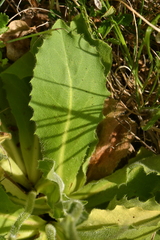 Hypochaeris maculata