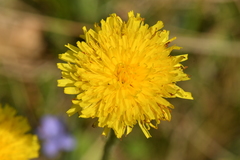 Hypochaeris maculata