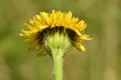 Hypochaeris maculata