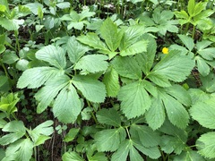 Peucedanum ostruthium