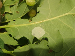 Phyllonorycter quercifoliella