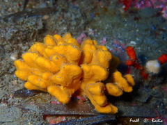 Axinella verrucosa