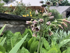 Allium siculum